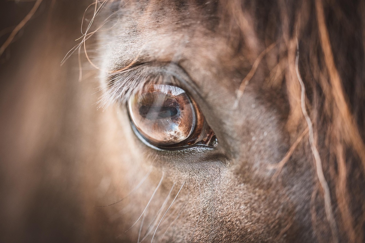 eye, horse, pony, nature, horse eye, brown, animal, mammal, detail, close up, macro, hair, fur, eyelashes, horse head, head